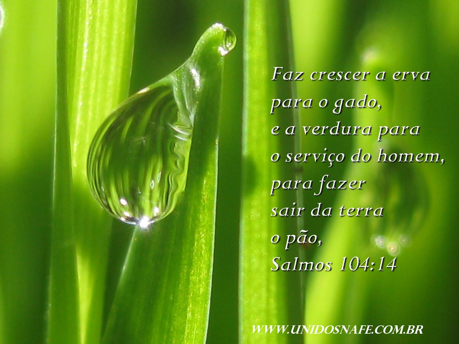 Faz Crescer a Relva