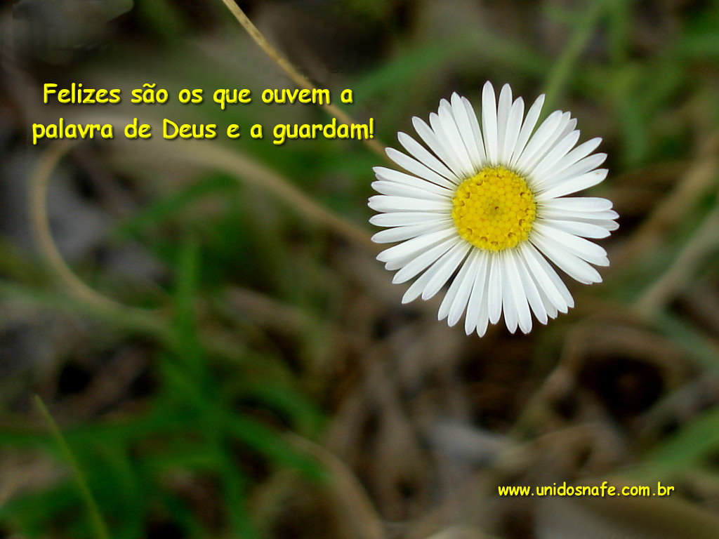 Felizes são os que ouvem a palavra de Deus e a guardam